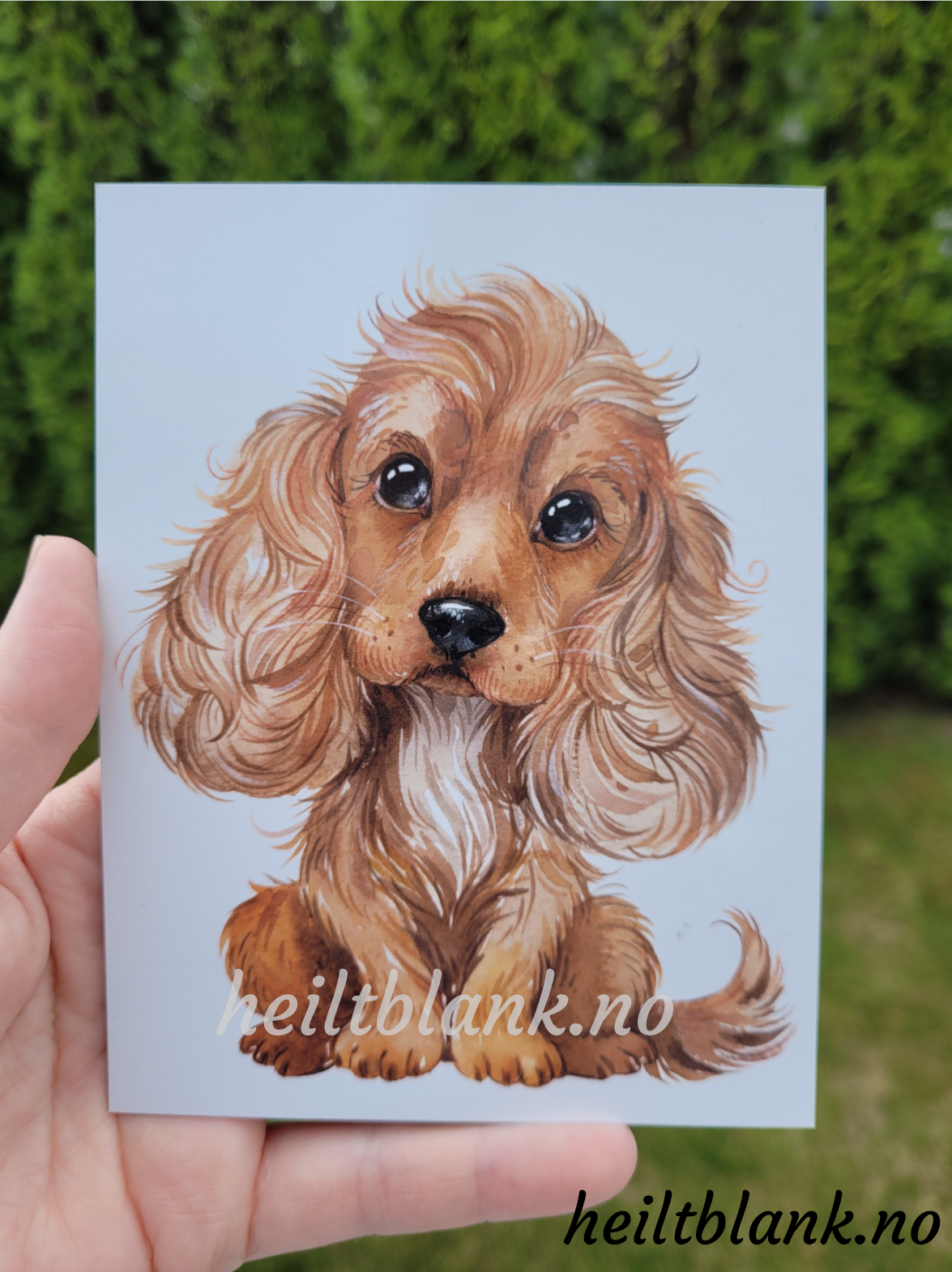 Cocker Spaniel Rød - Magnet
