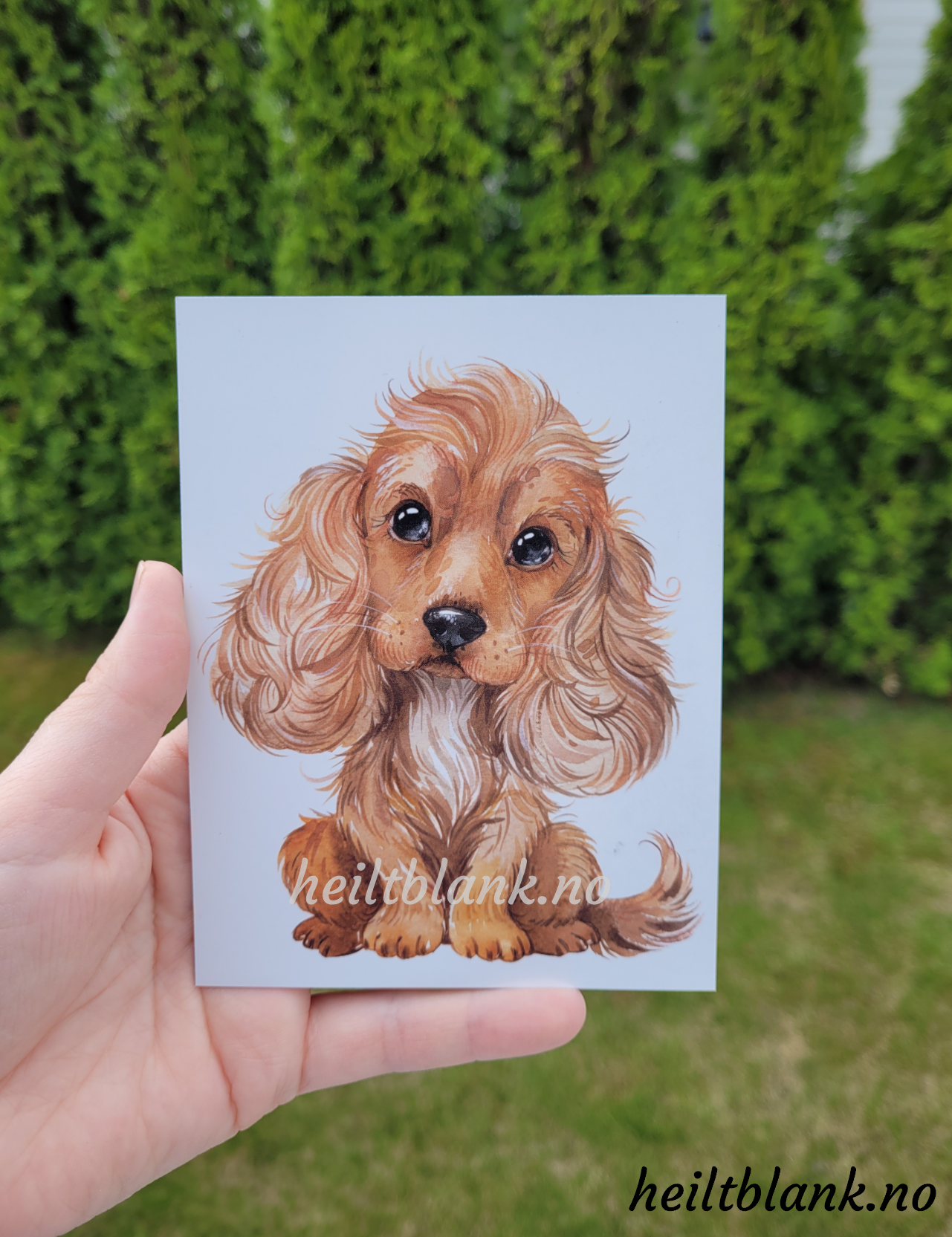 Cocker Spaniel Rød - Magnet