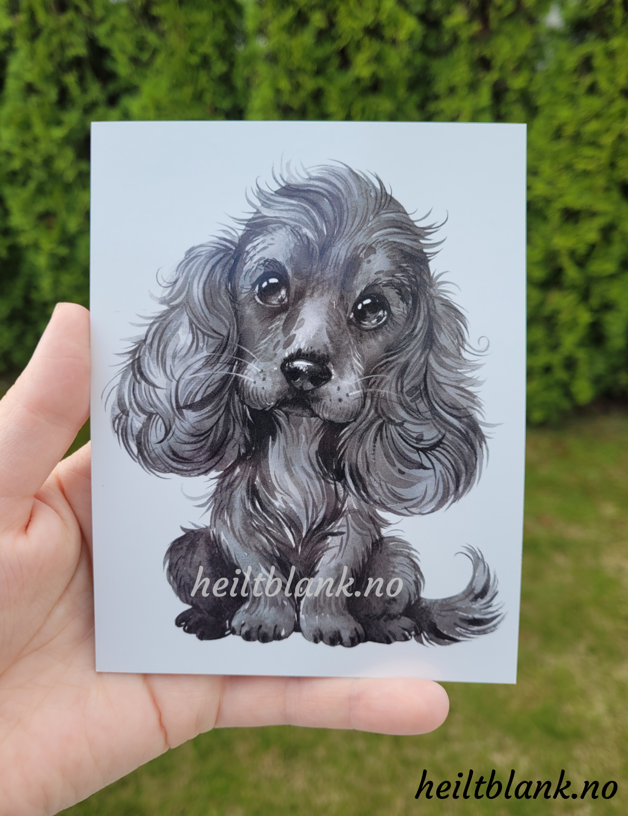 Cocker Spaniel Sort - Magnet