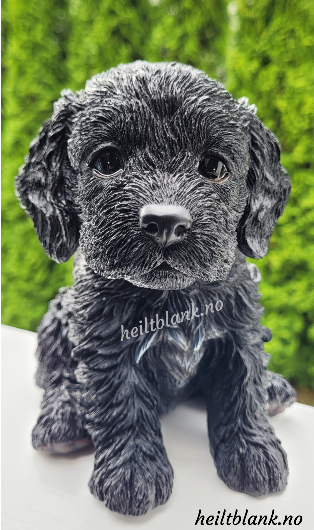 Cockapoo Valp