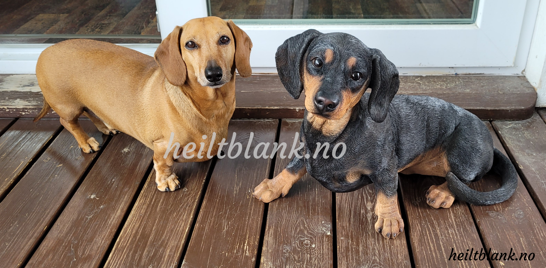 Stor dachshund figur