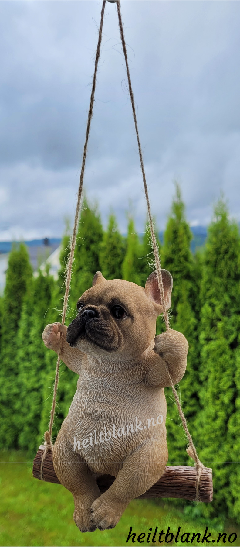 Fransk bulldog på huske