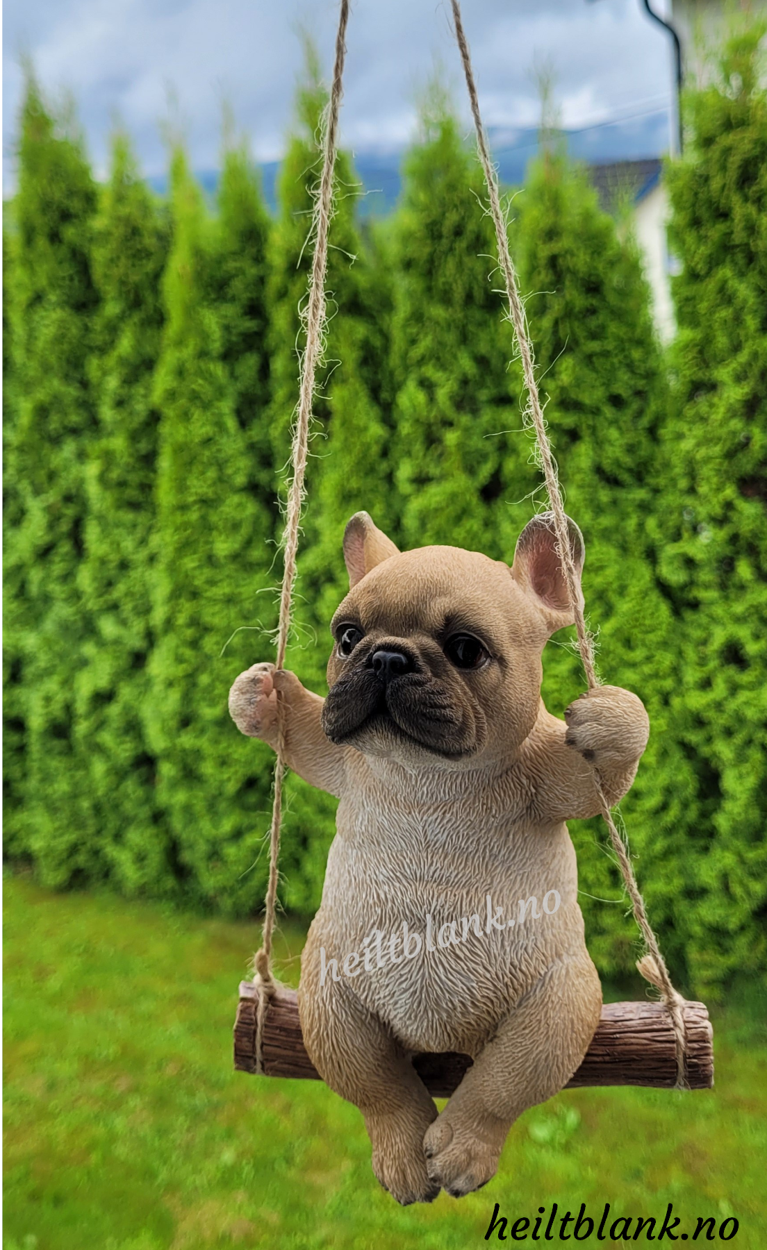 Fransk bulldog på huske
