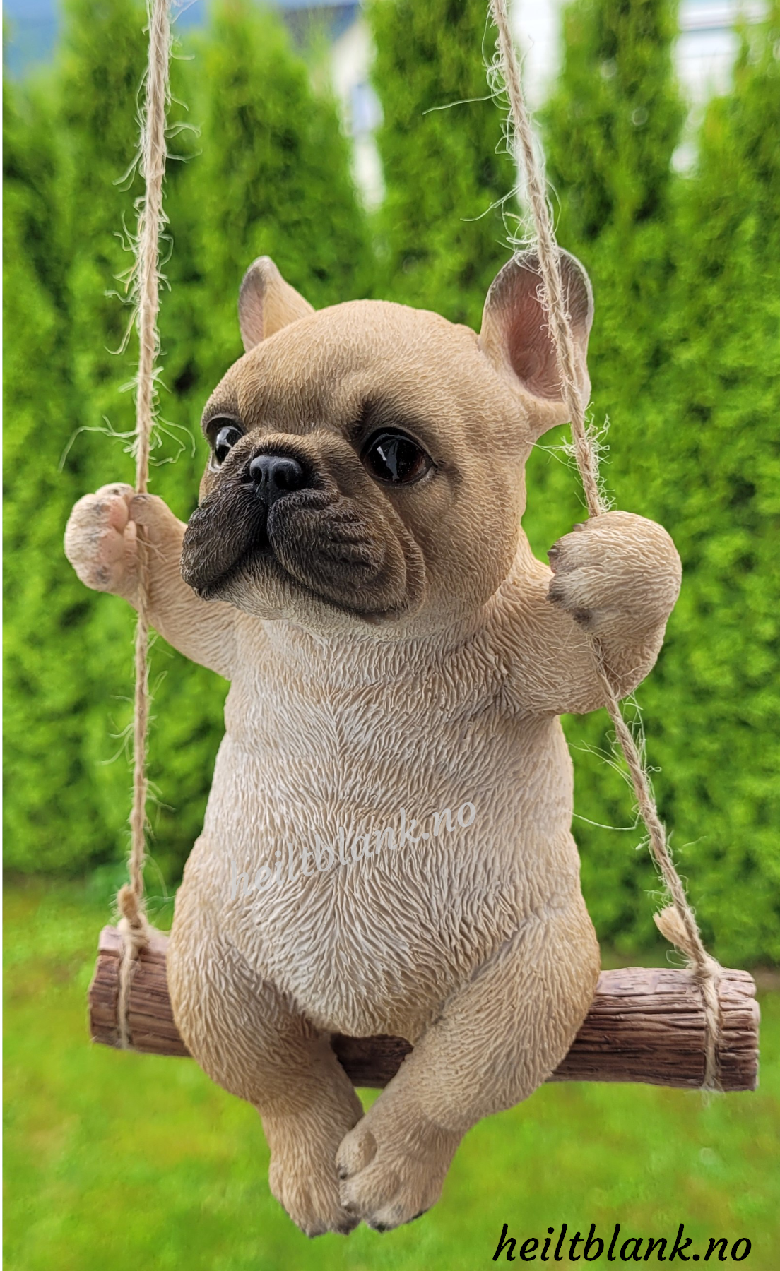 Fransk bulldog på huske