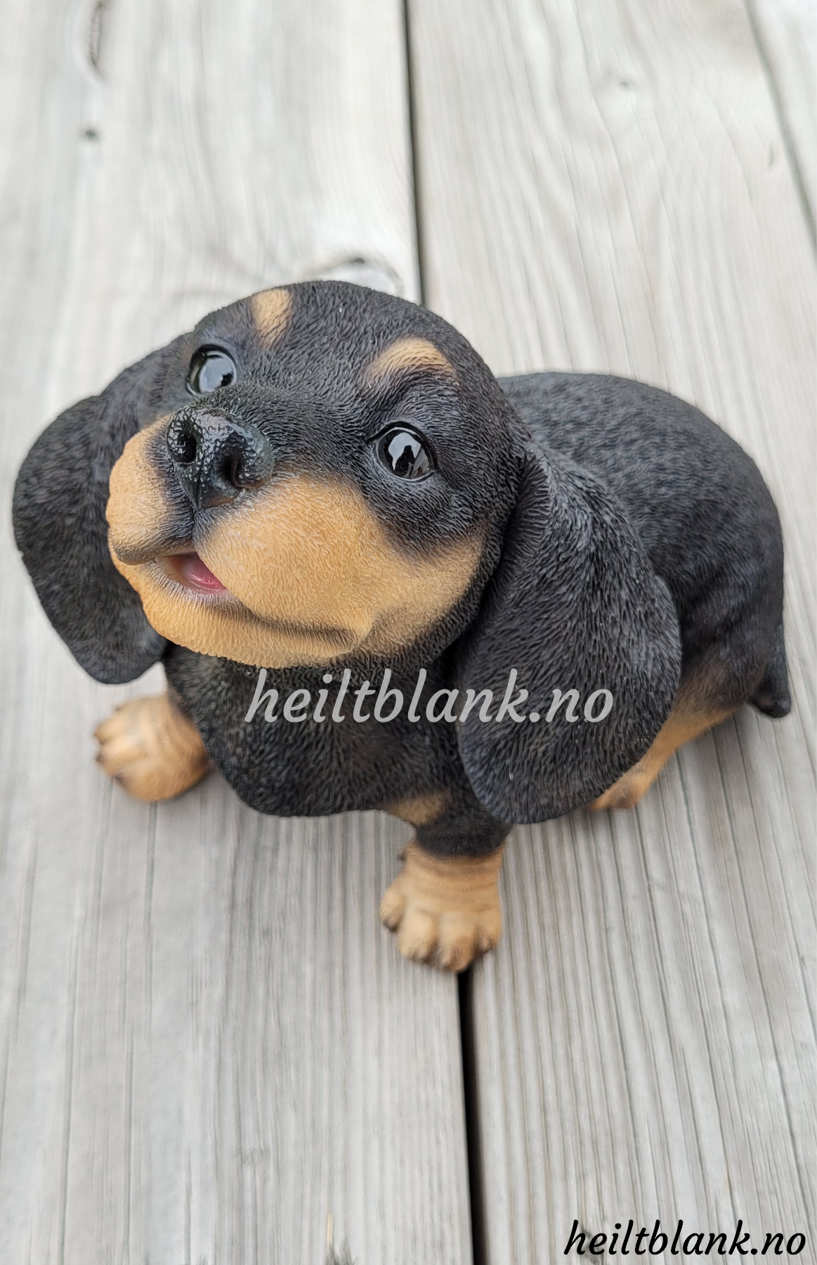 Ulende dachshund valp