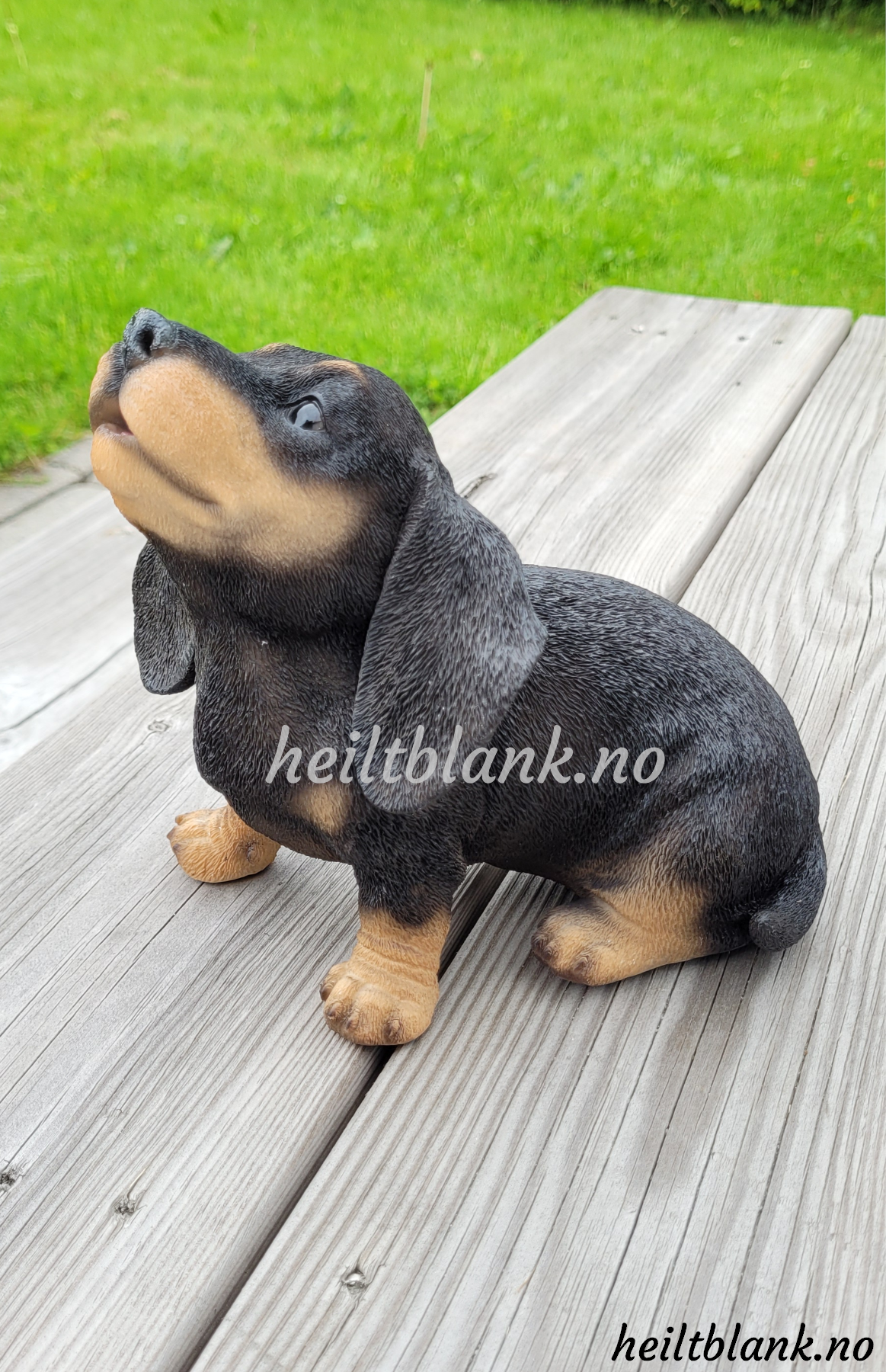 Ulende dachshund valp