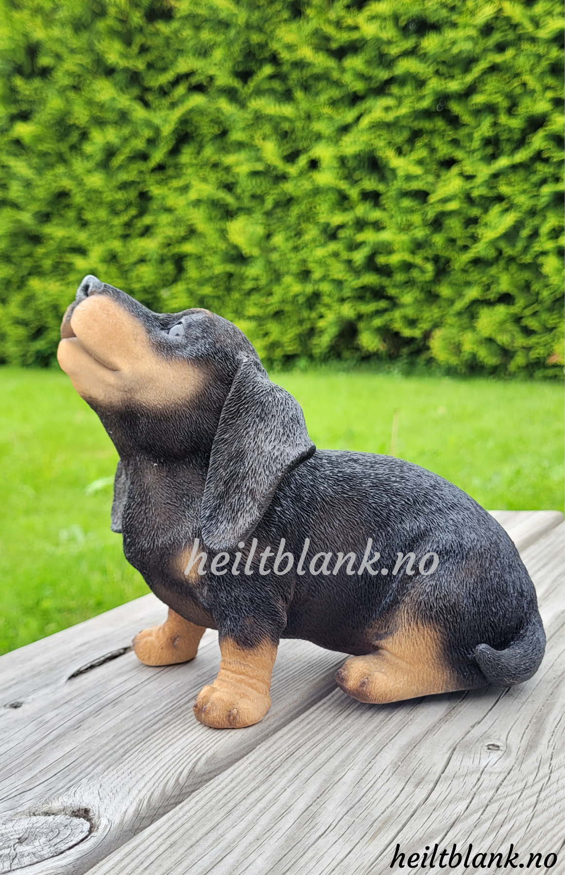 Ulende dachshund valp