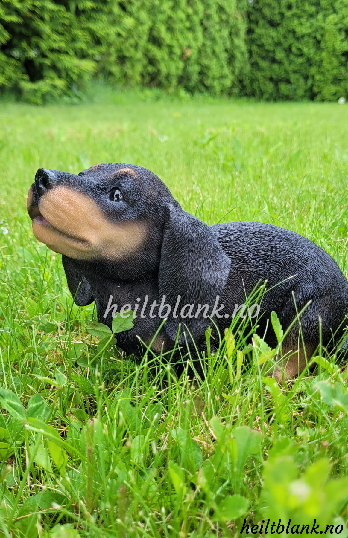 Ulende dachshund valp