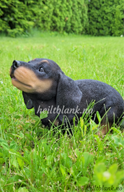 Ulende dachshund valp