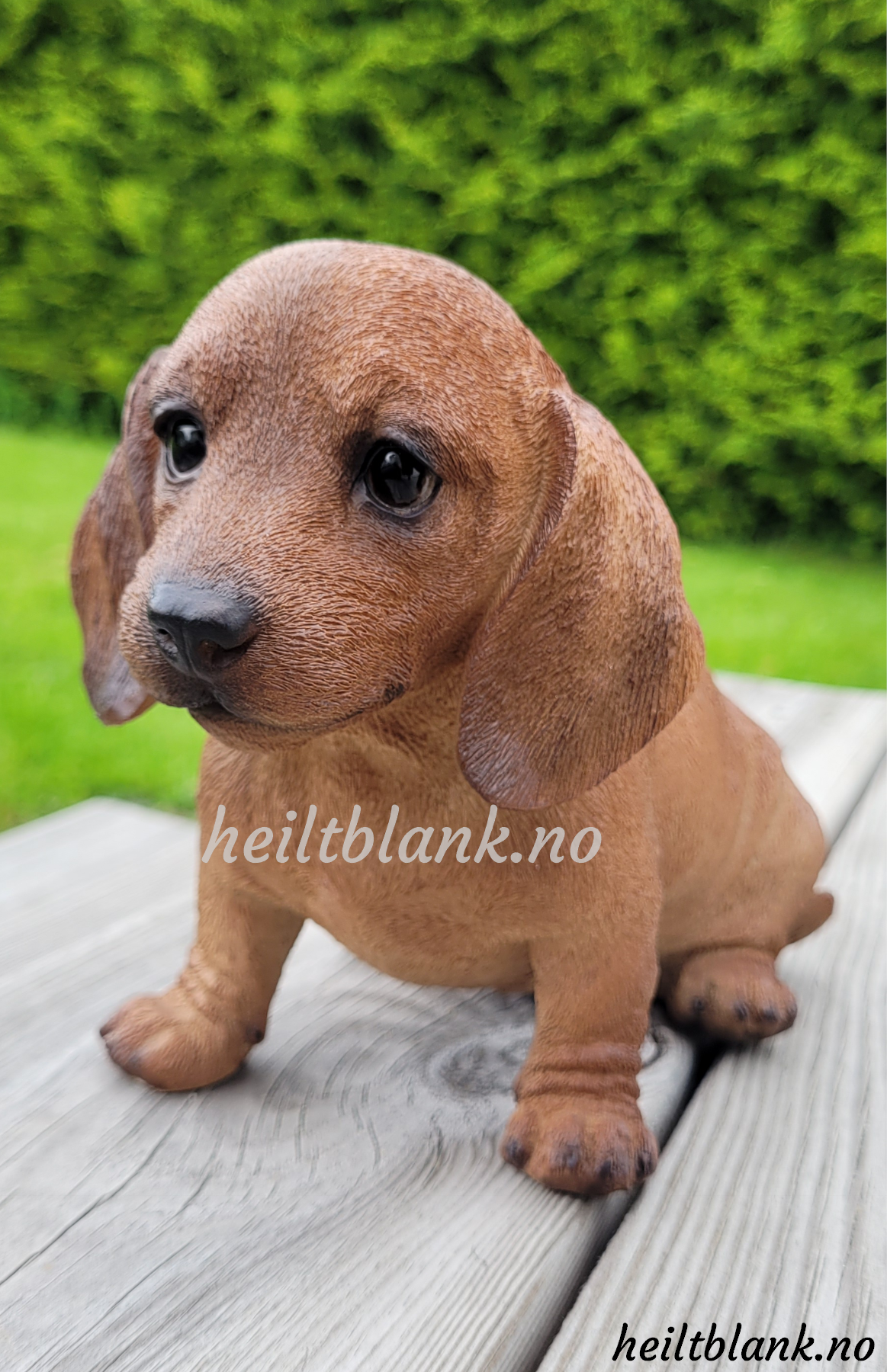 Rød dachshund valp