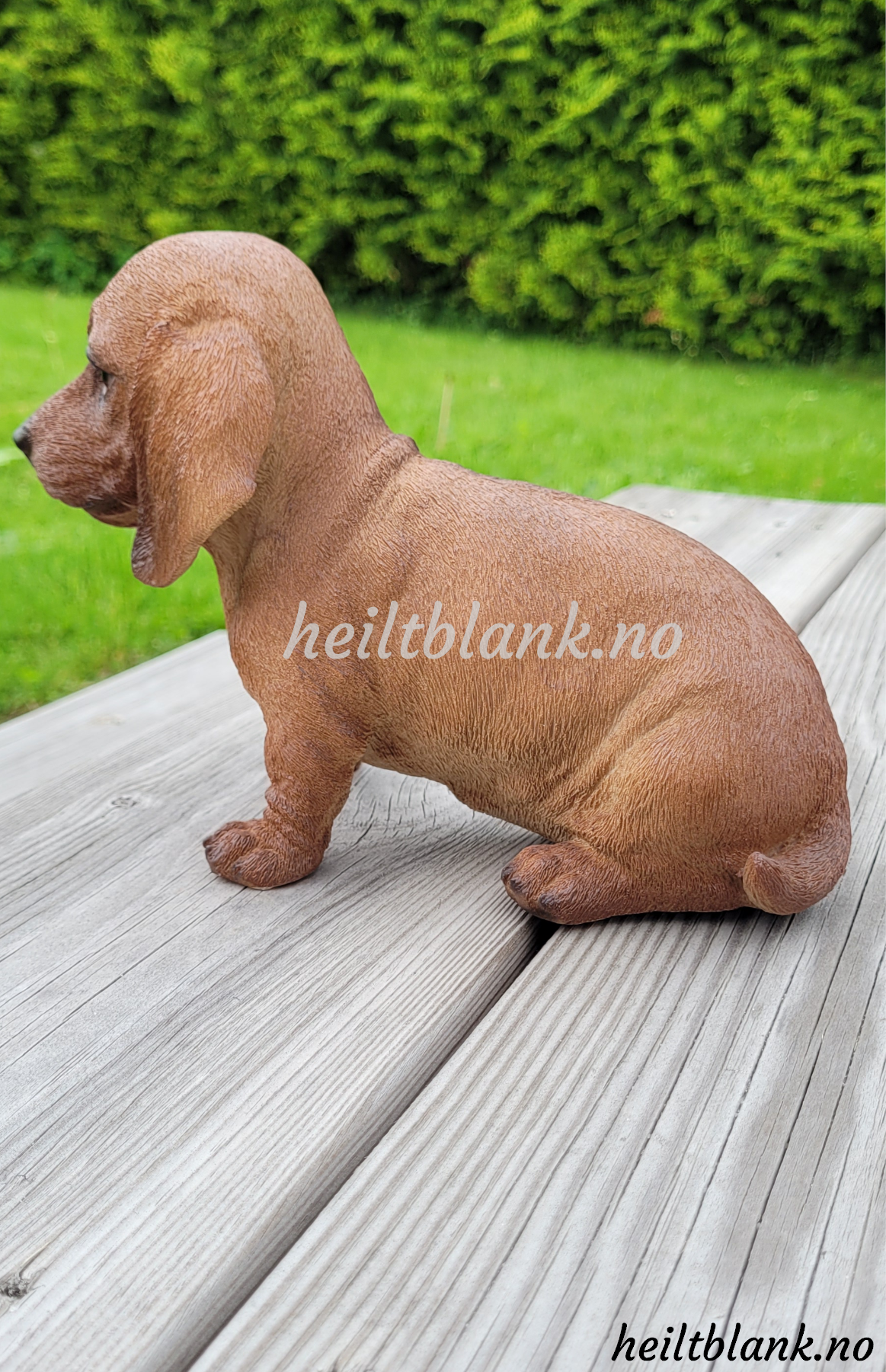 Rød dachshund valp