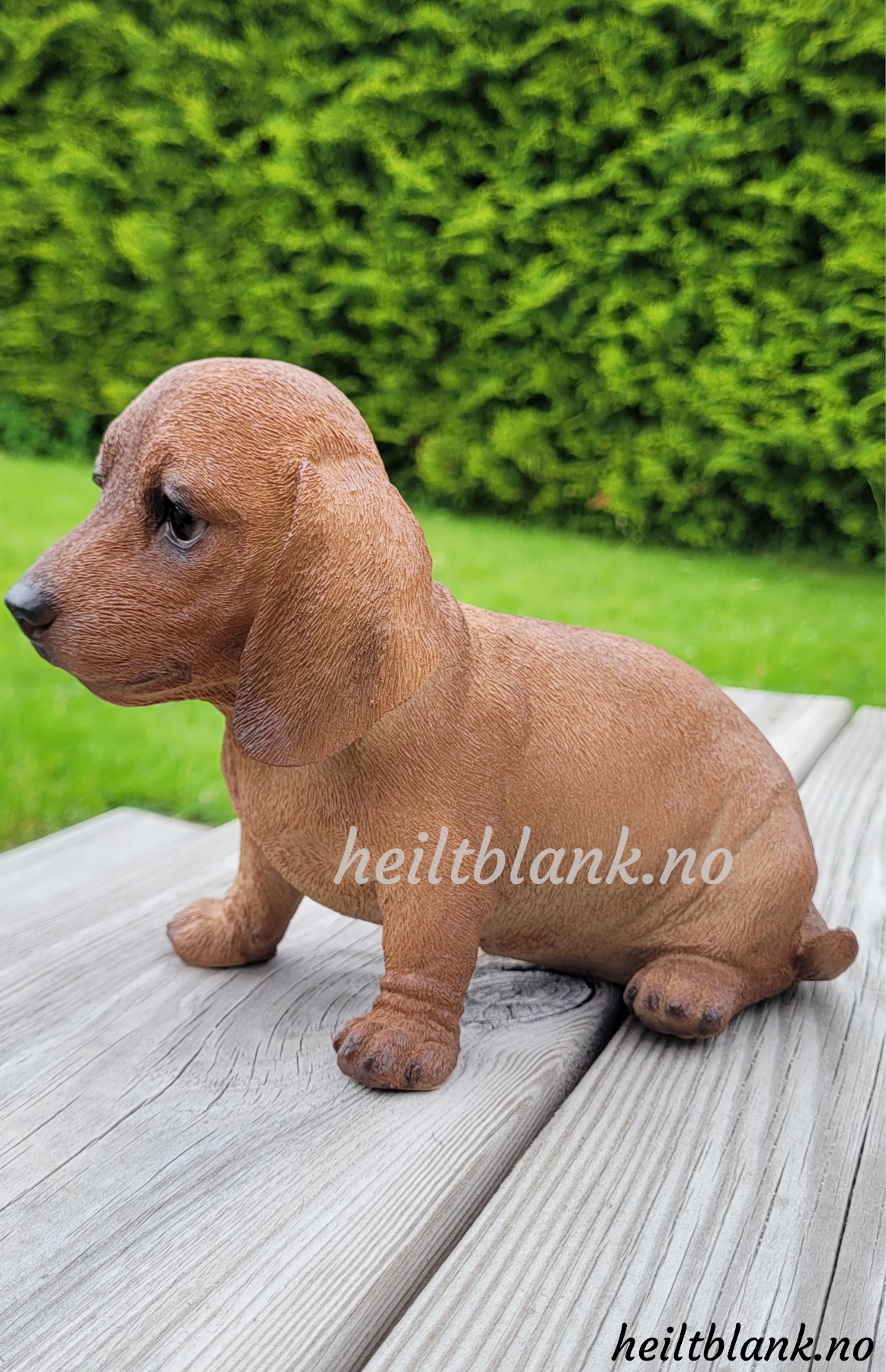 Rød dachshund valp