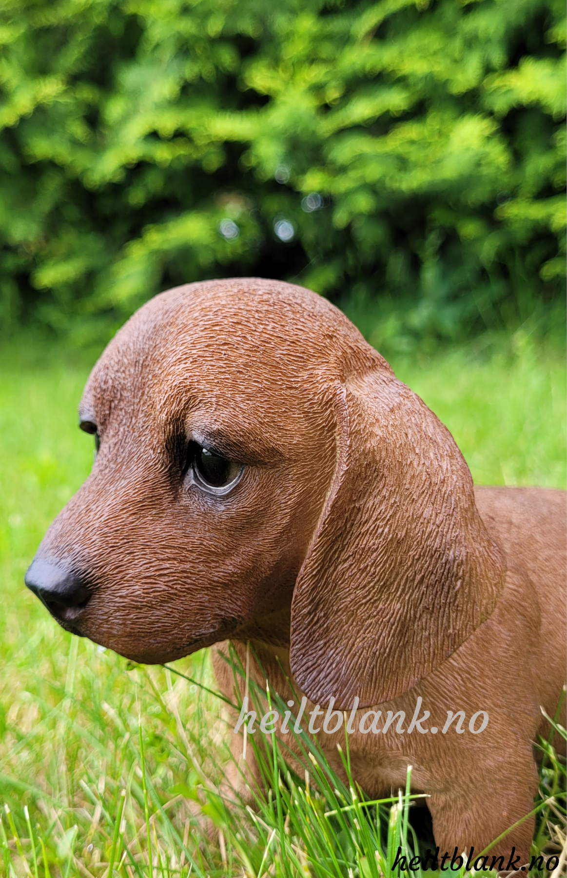 Rød dachshund valp