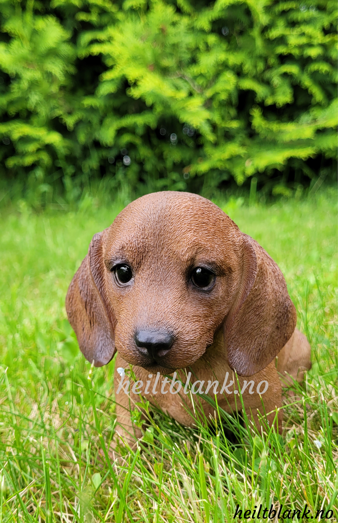 Rød dachshund valp