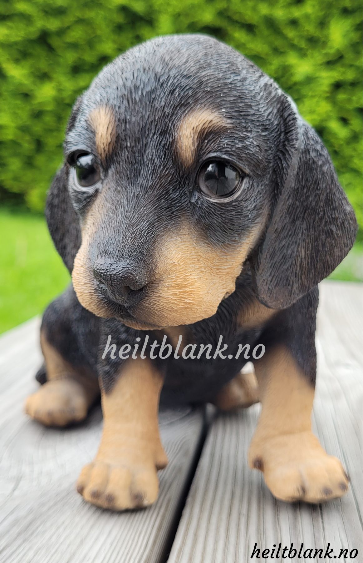 Sort og tan dachshund valp