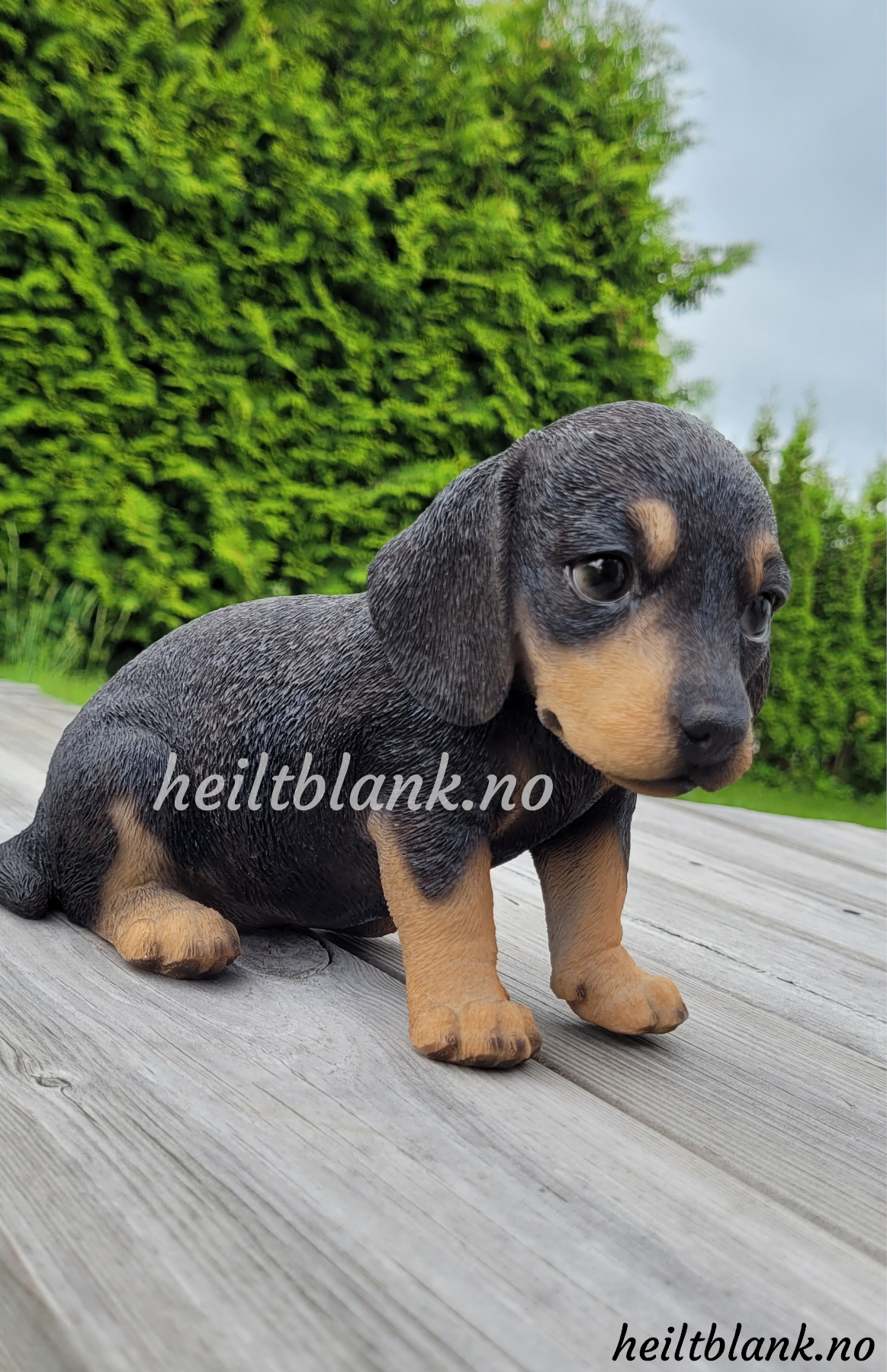 Sort og tan dachshund valp