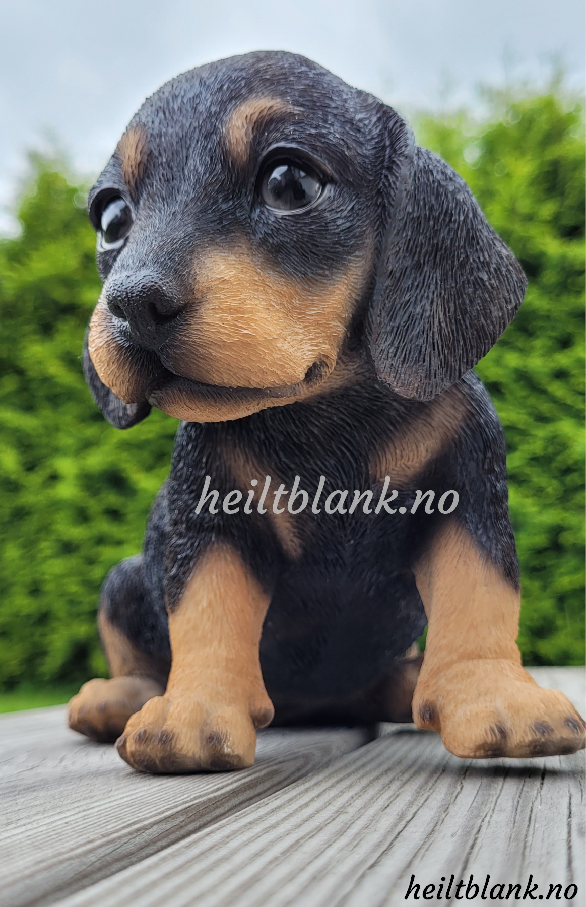 Sort og tan dachshund valp