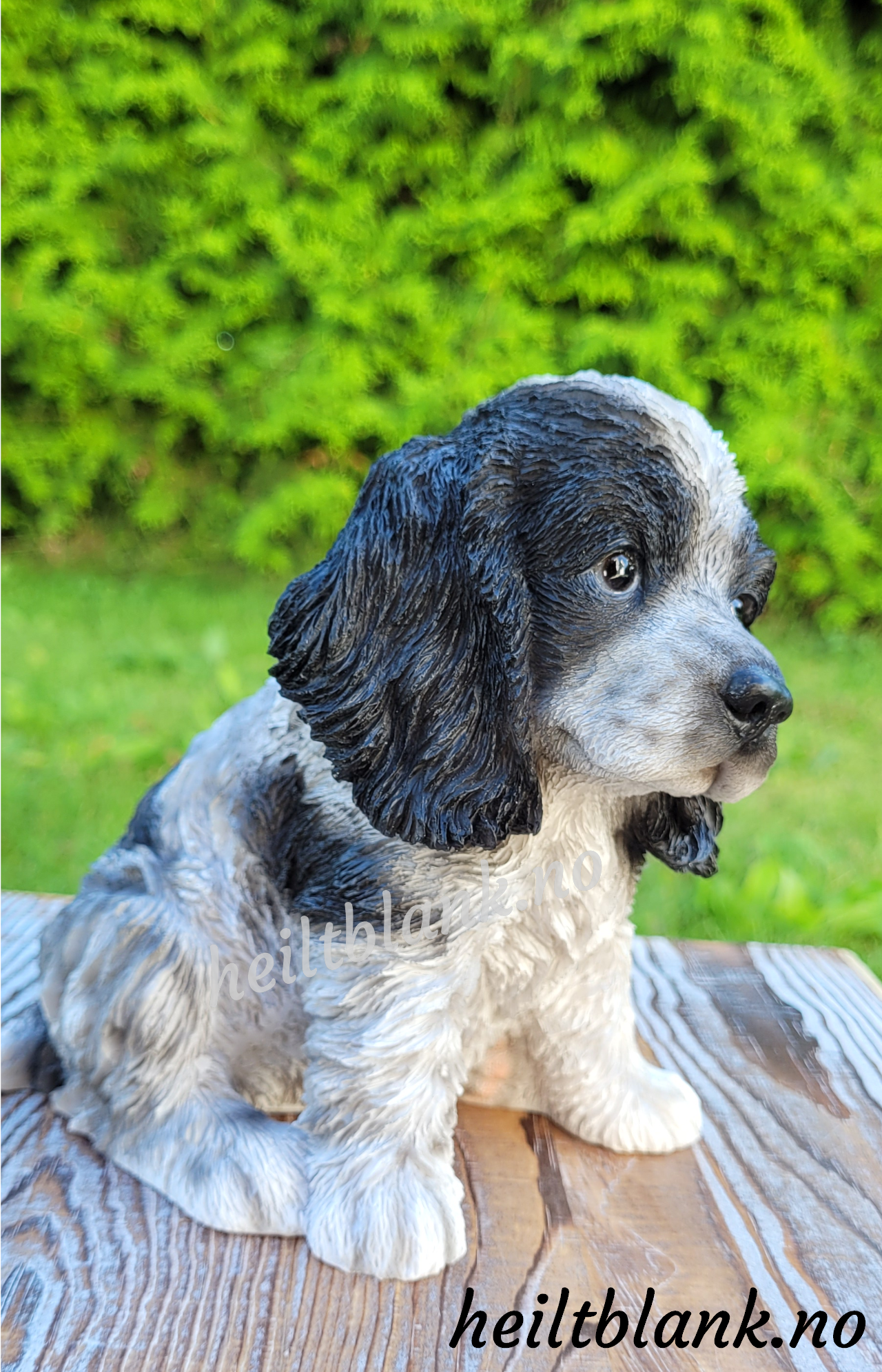 Cocker spaniel valp - hvit og sort