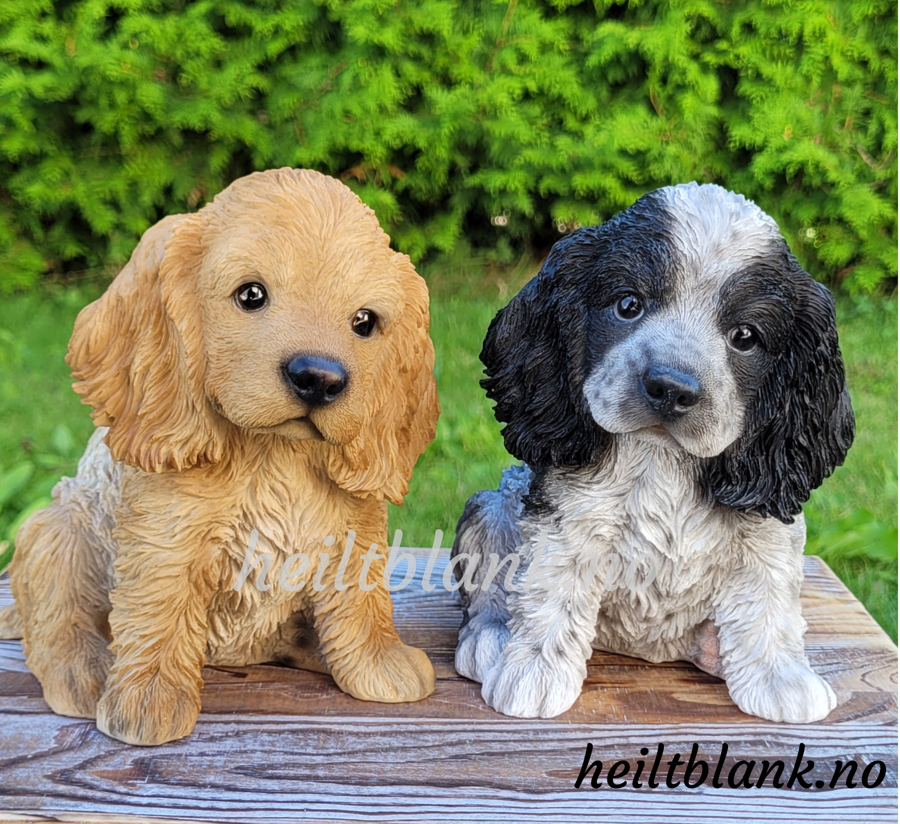 Cocker spaniel valp - hvit og sort