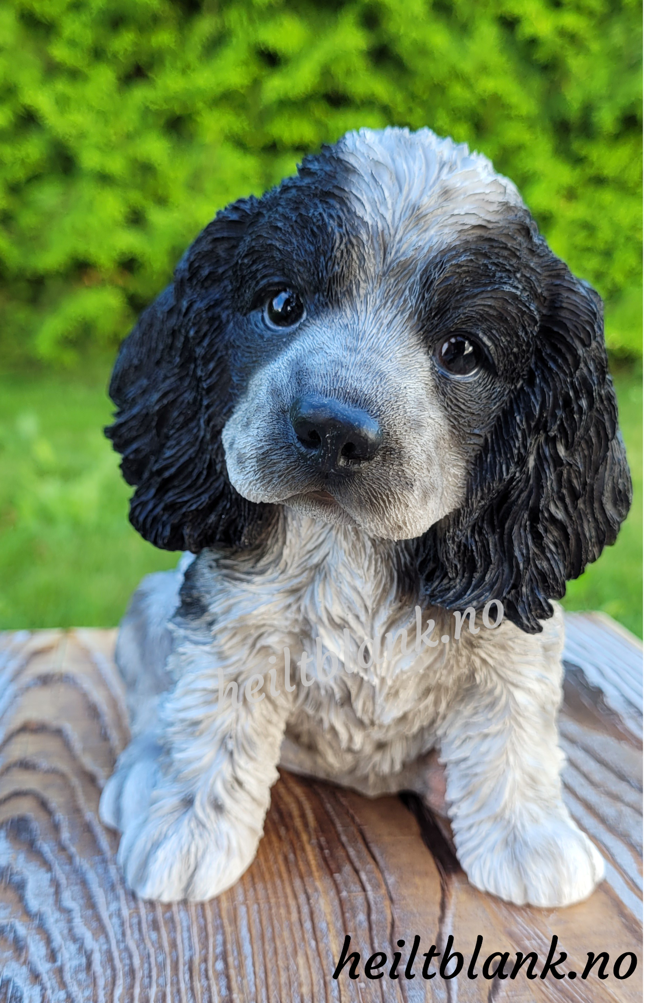 Cocker spaniel valp - hvit og sort