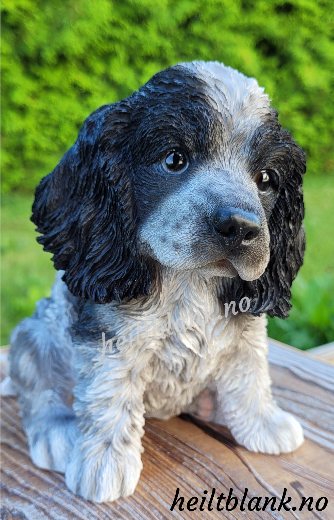 Cocker spaniel valp - hvit og sort