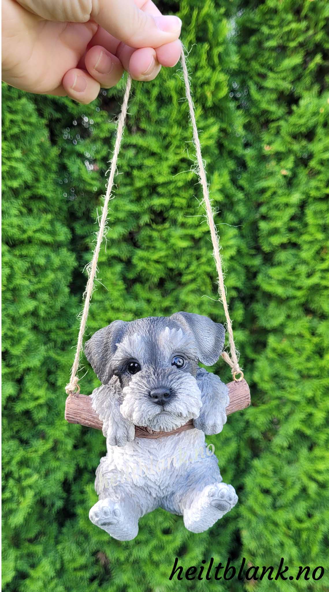 Schnauzer på huske