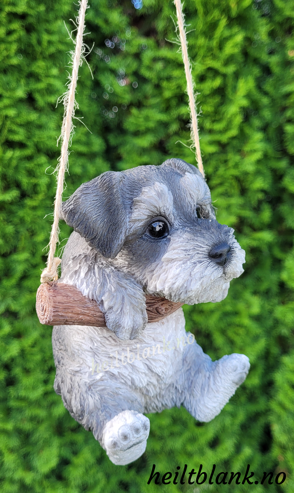 Schnauzer på huske