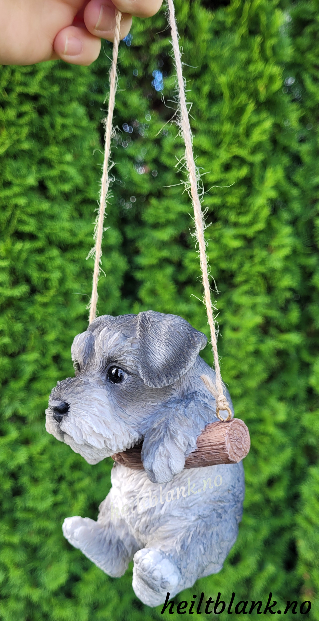 Schnauzer på huske
