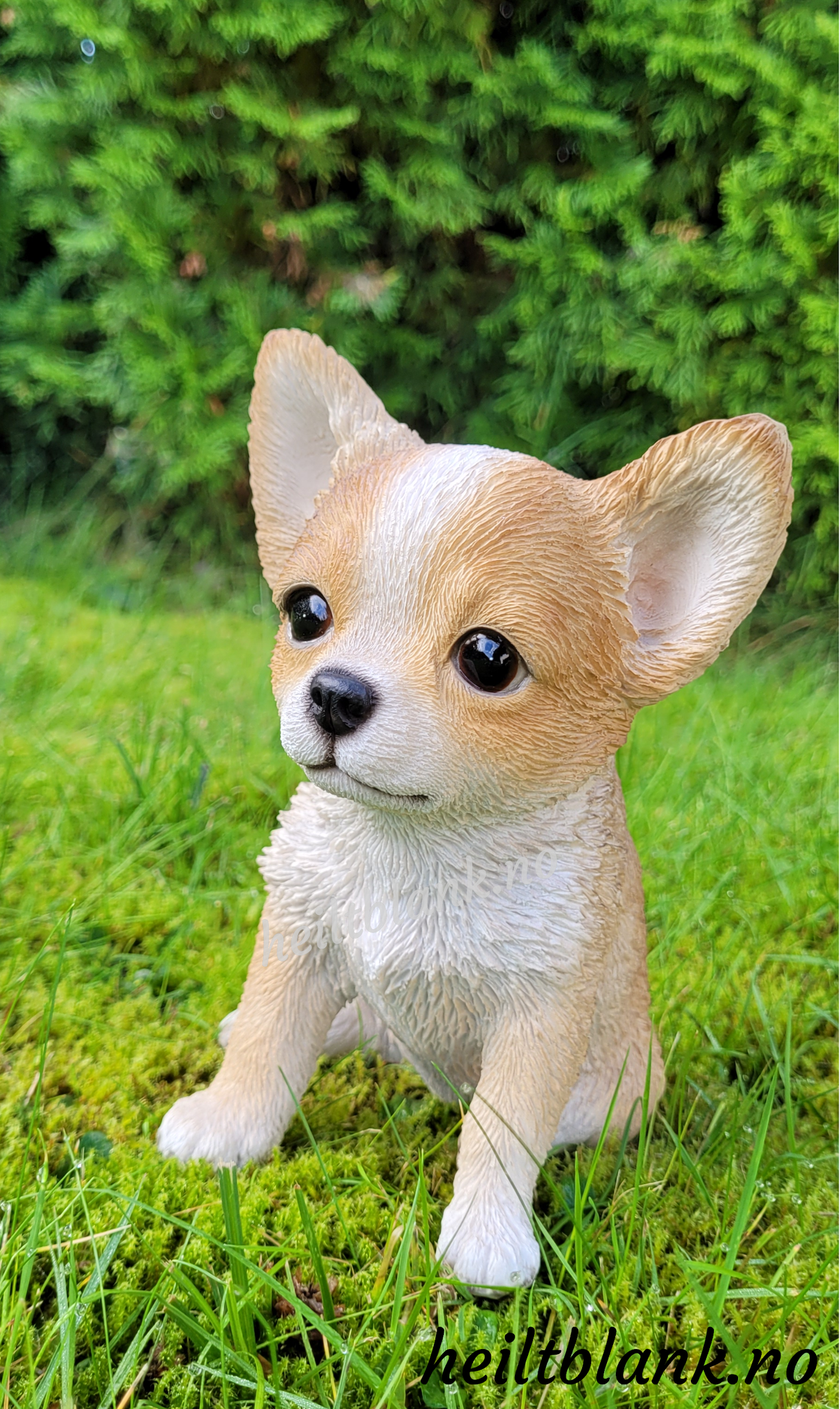 Lys chihuahua valp