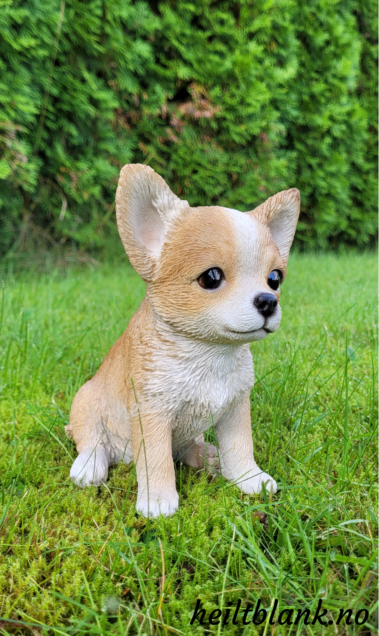 Lys chihuahua valp
