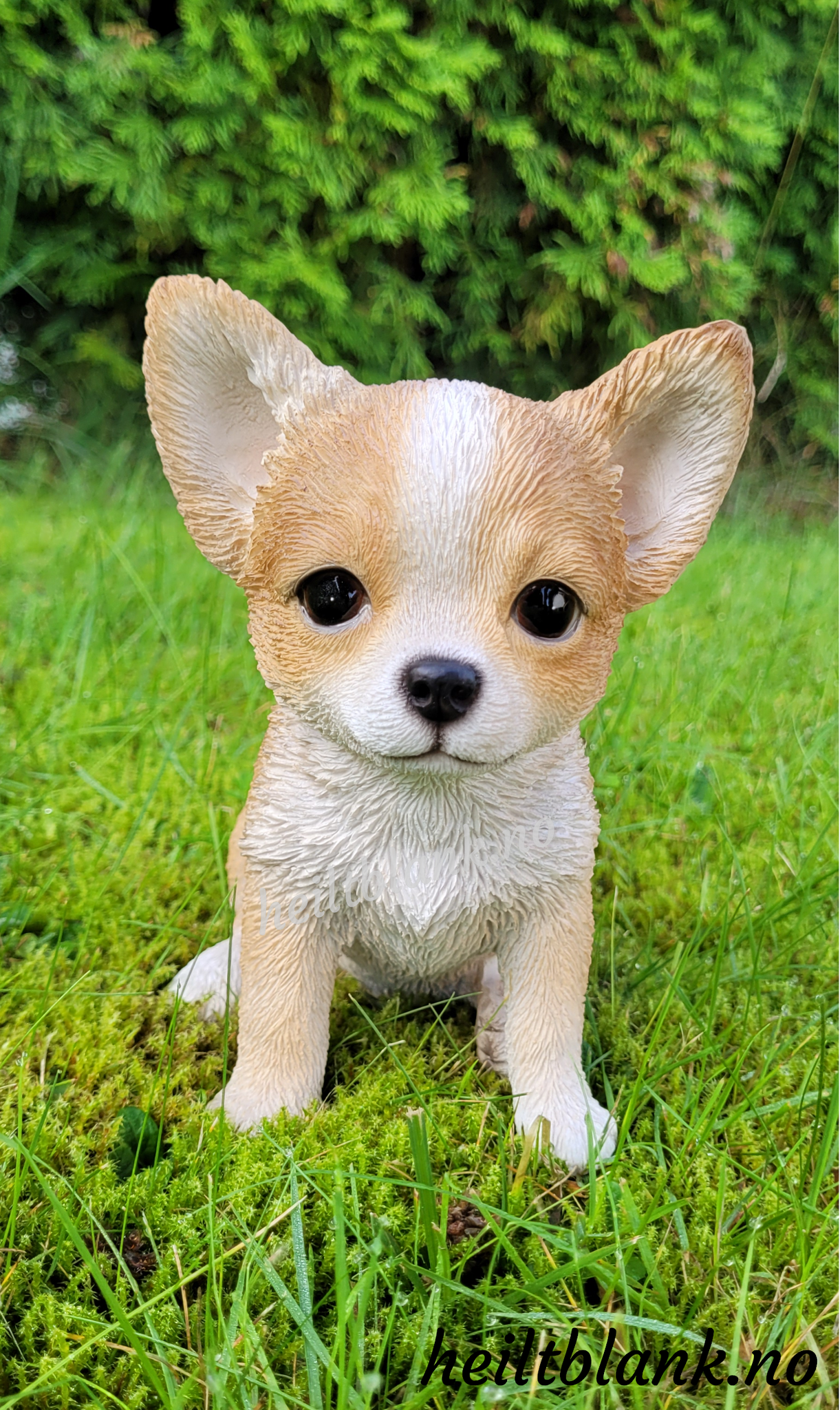 Lys chihuahua valp