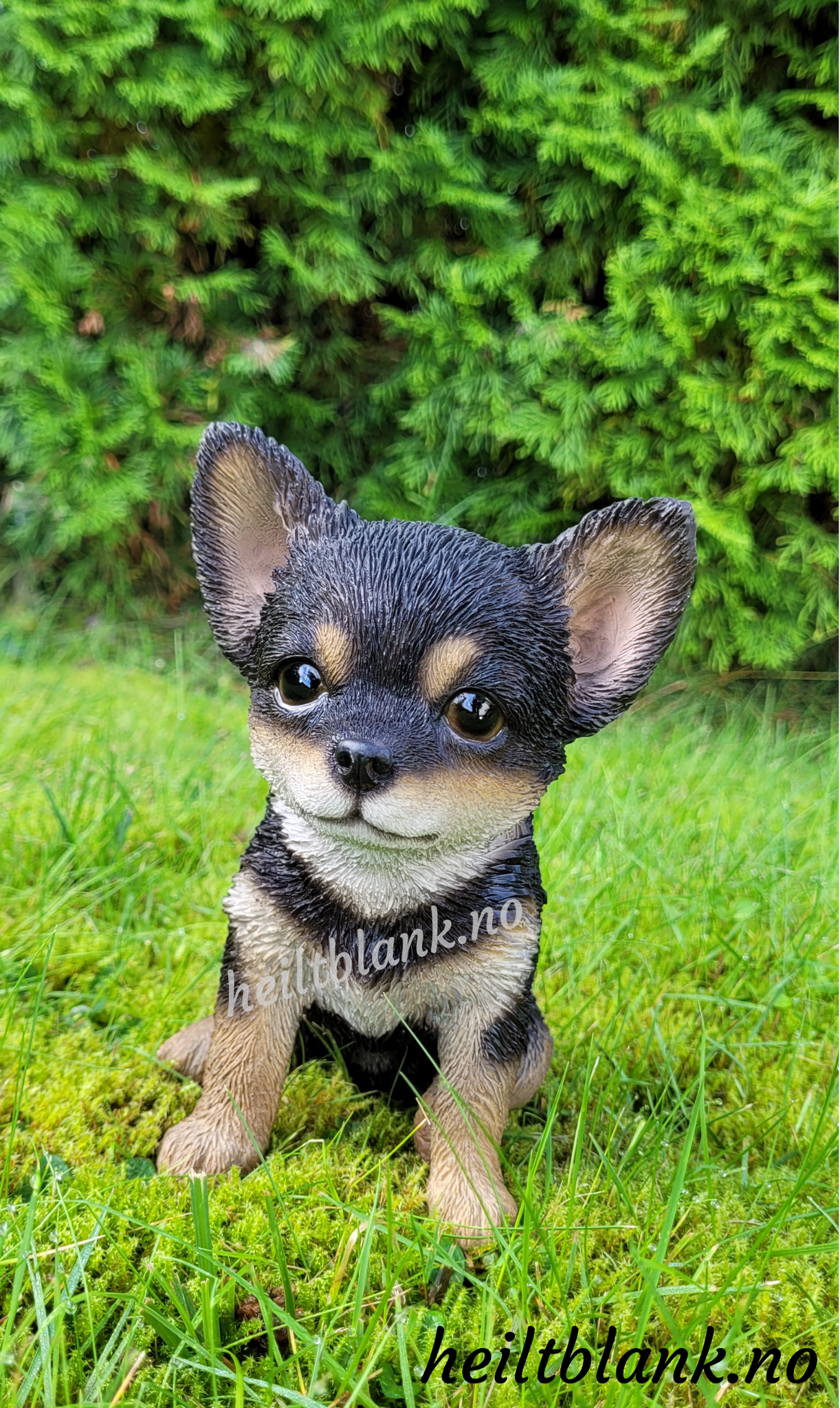 Mørk chihuahua valp