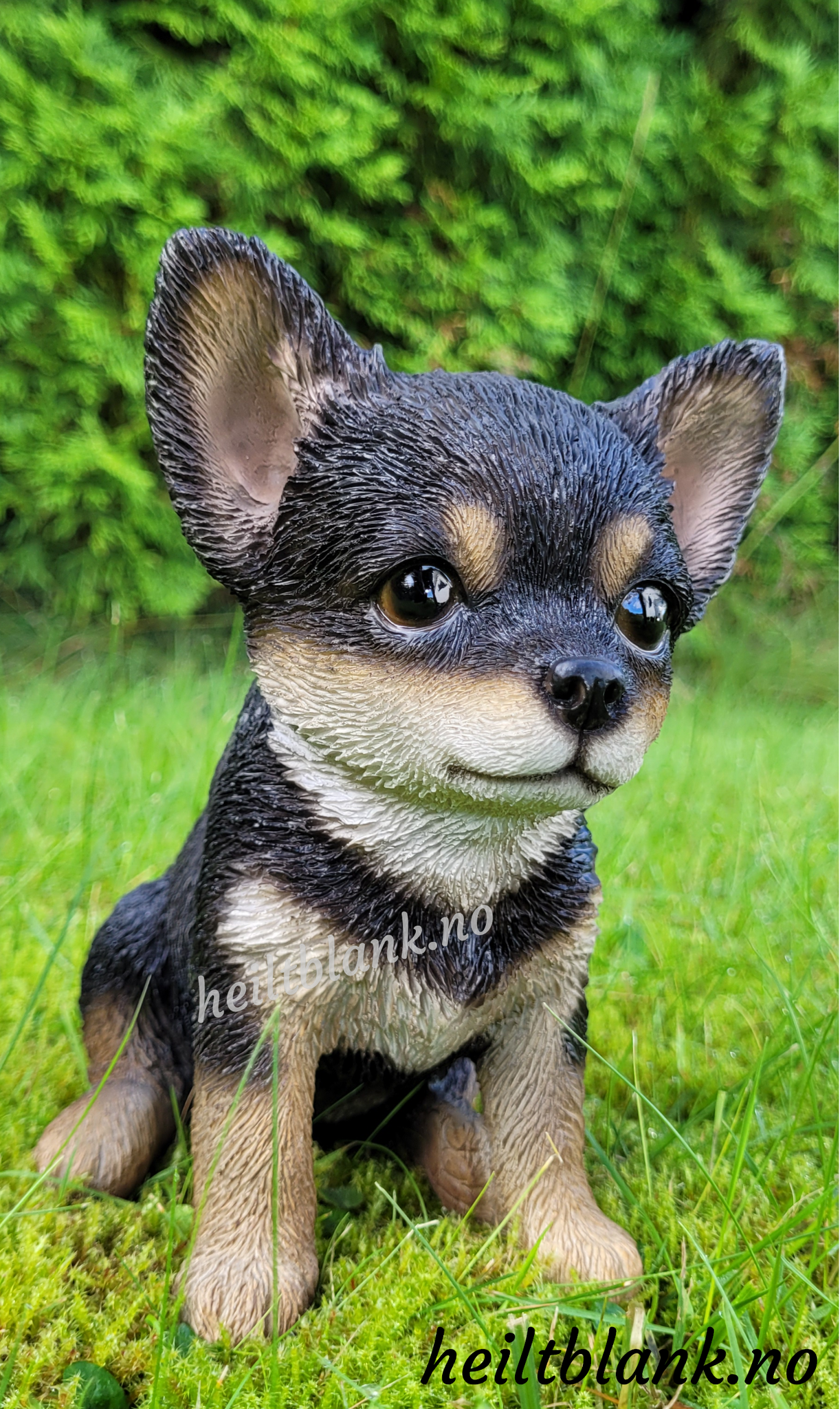 Mørk chihuahua valp