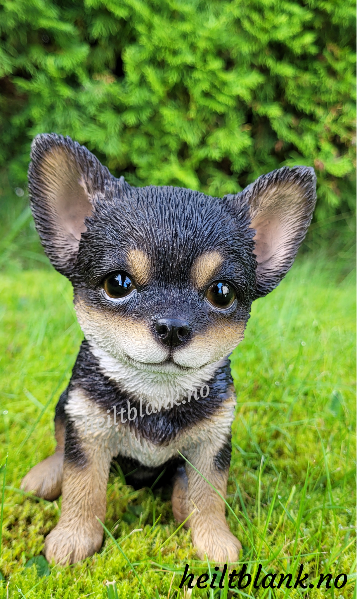 Mørk chihuahua valp