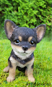 Mørk chihuahua valp