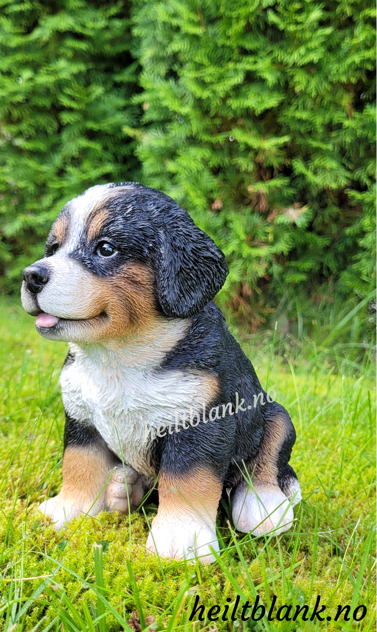 Berner sennen valp