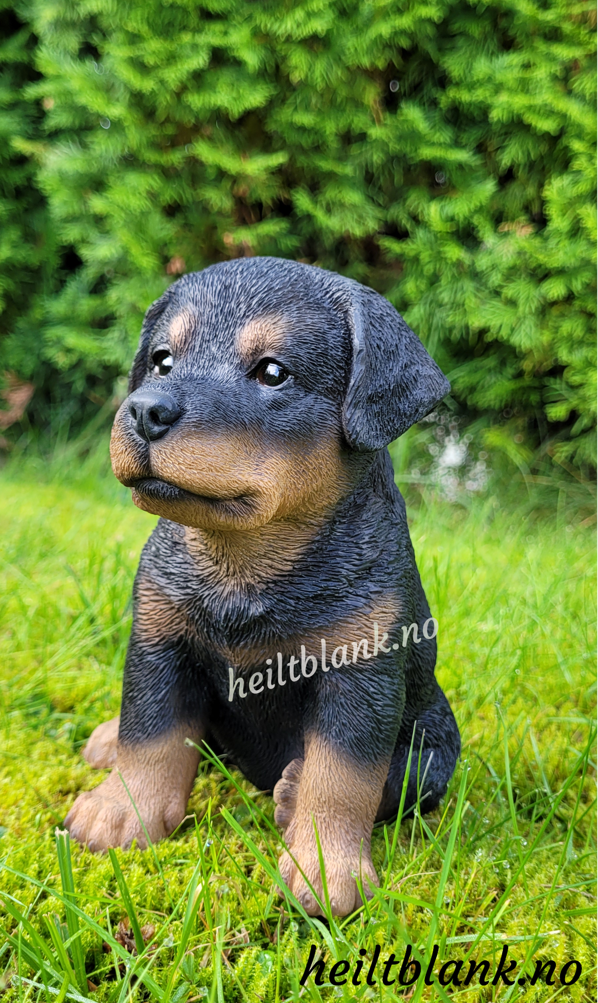 Rottweiler valp
