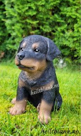 Rottweiler valp