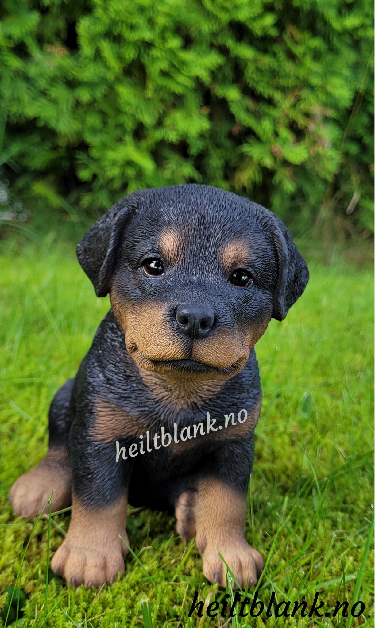 Rottweiler valp
