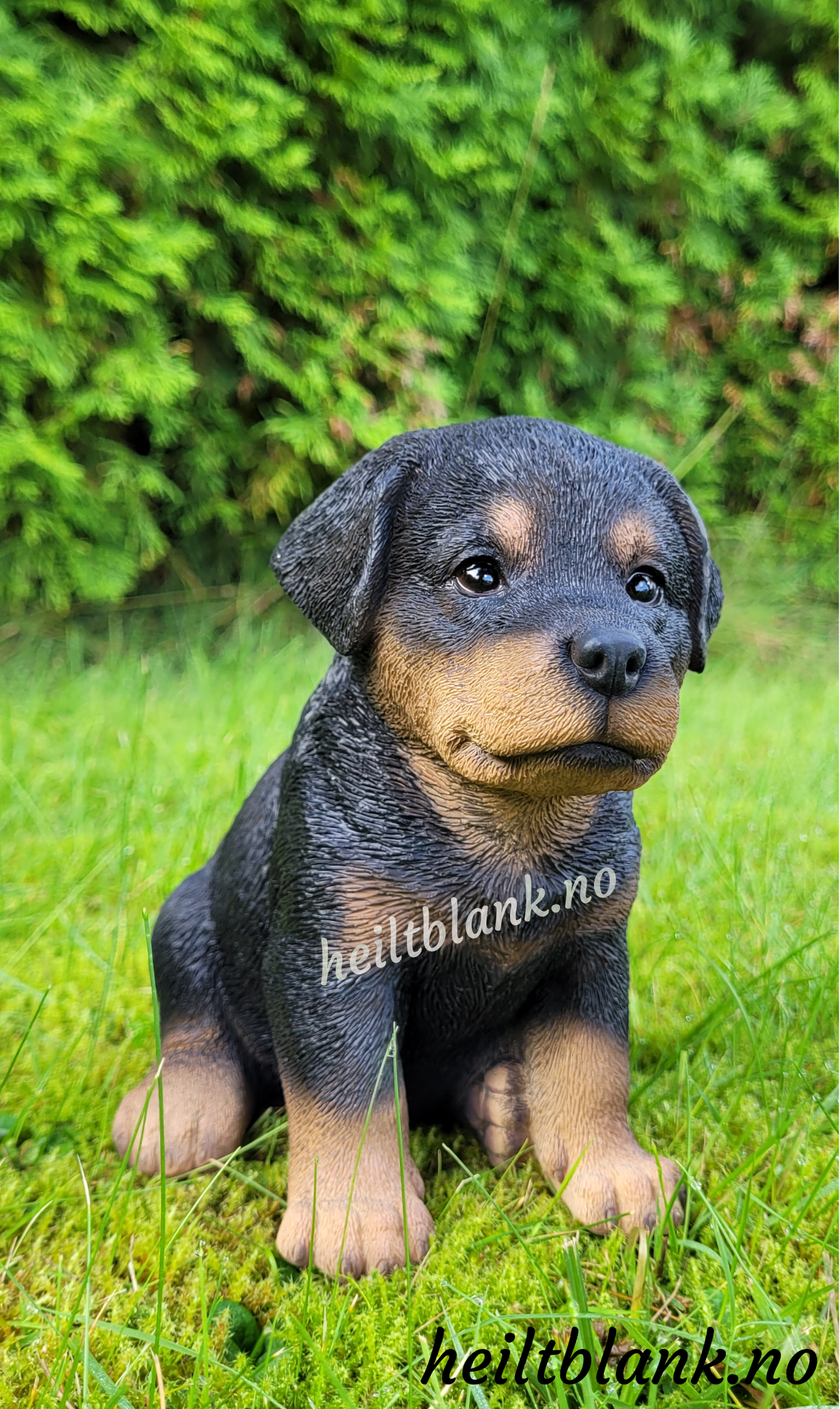 Rottweiler valp