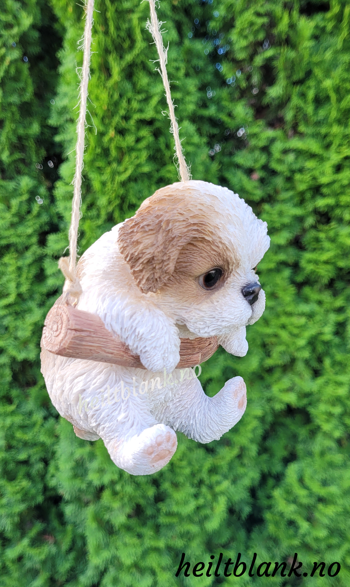 Shih tzu hengende på huske