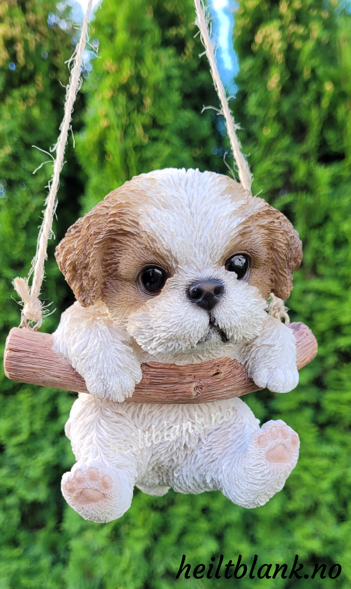 Shih tzu hengende på huske