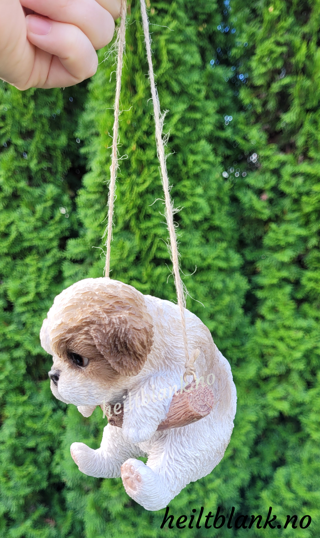 Shih tzu hengende på huske