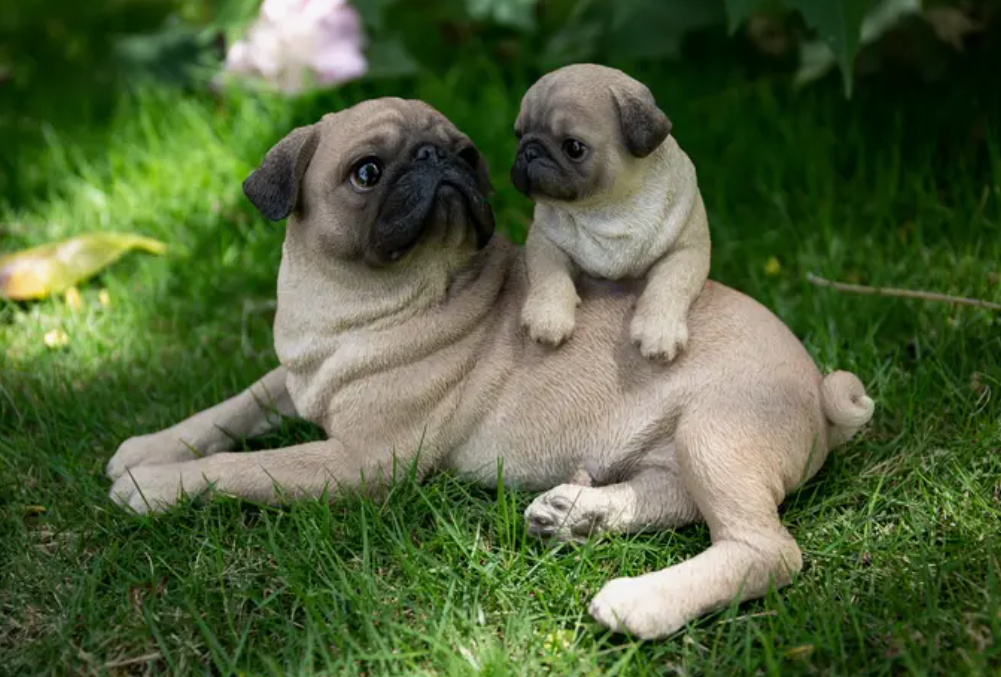 Mops - mamma og valp (forhåndbestilling)