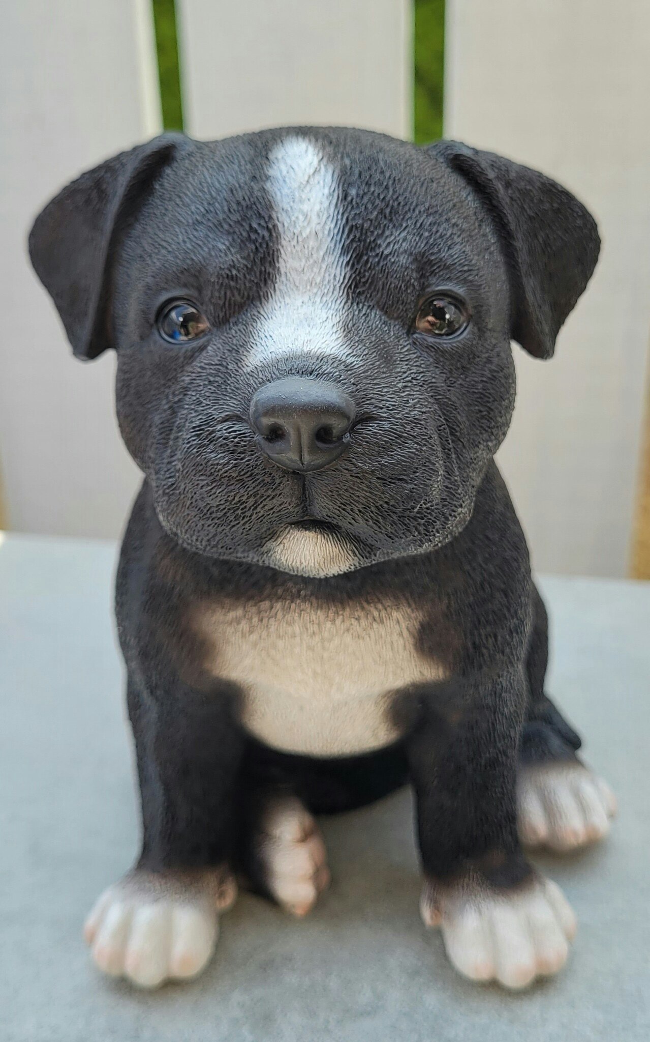 Staffordshire bull terrier valp