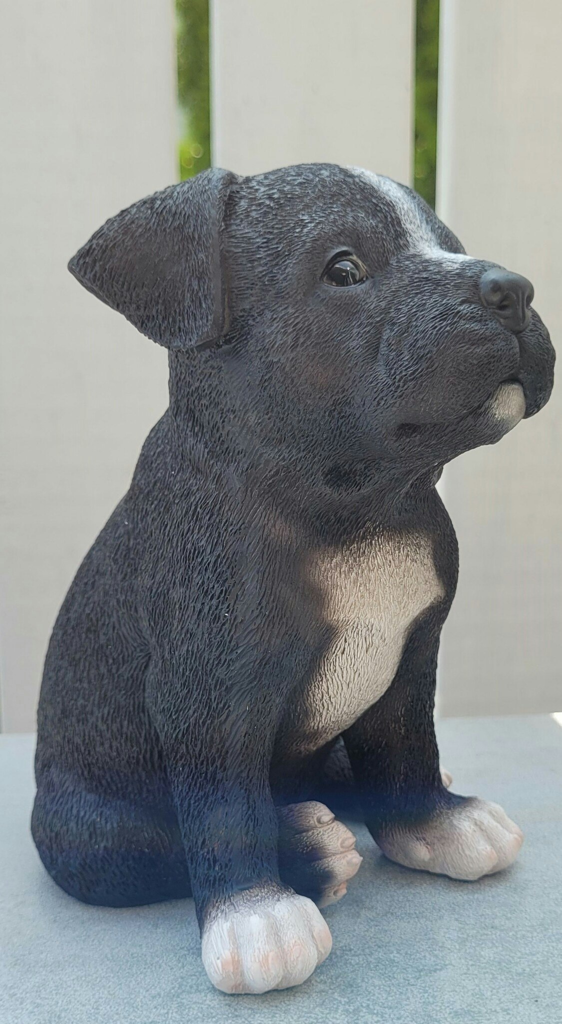 Staffordshire bull terrier valp