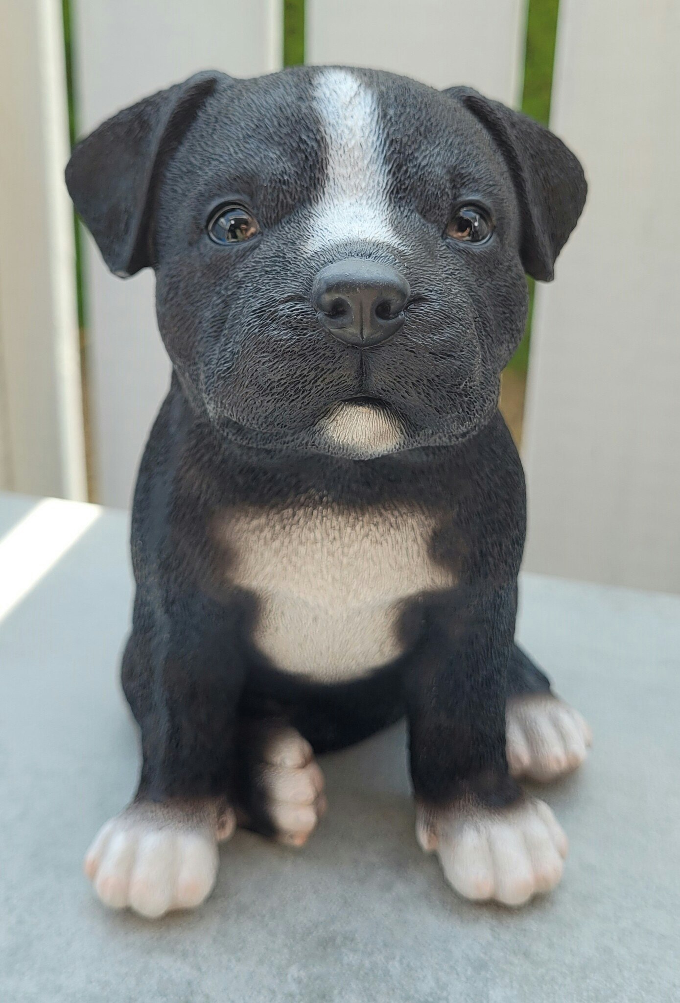 Staffordshire bull terrier valp