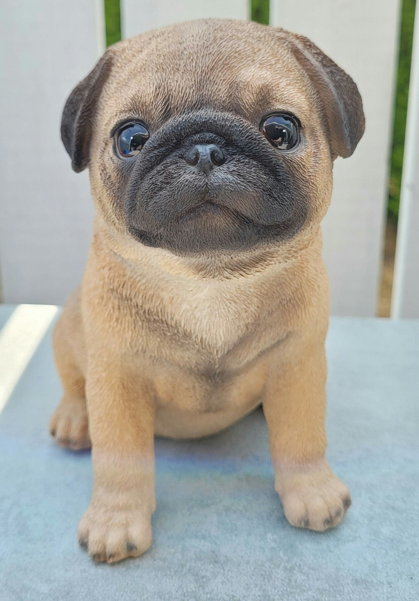 Mops valp