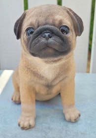 Mops valp