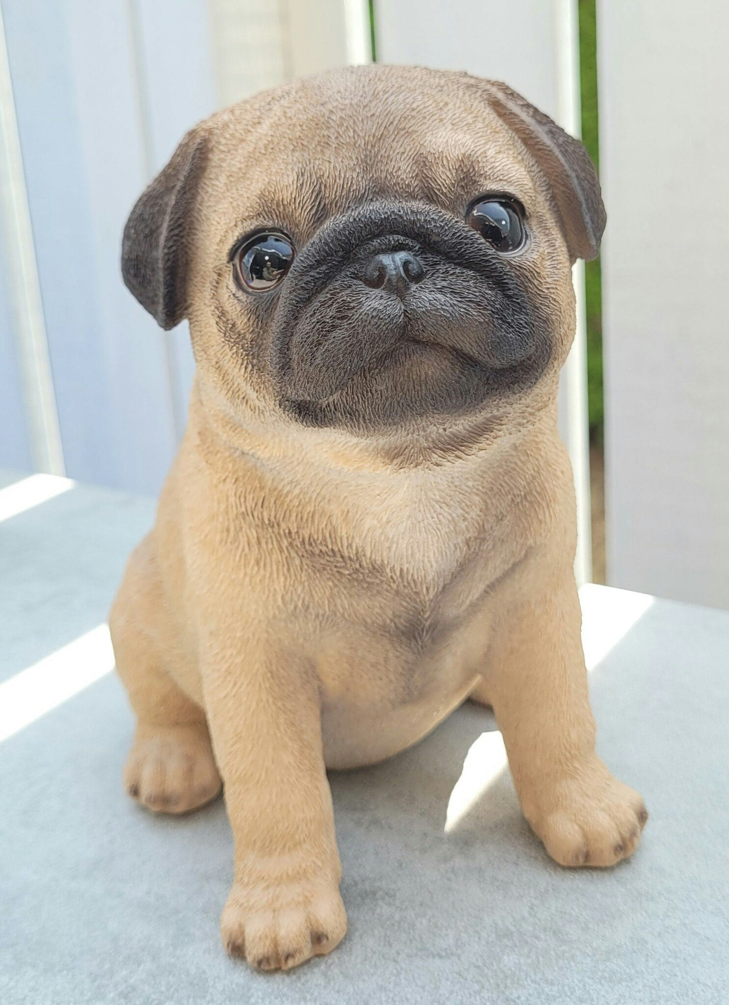 Mops valp
